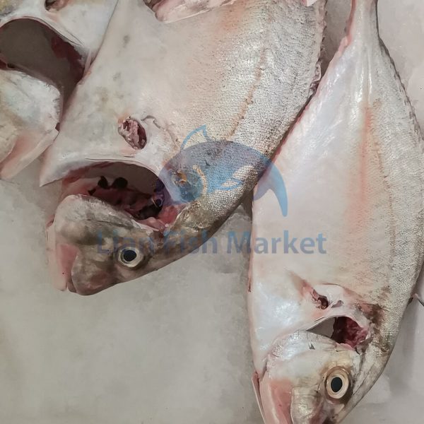 ماهی جش- لیان فیش مارکت - 2