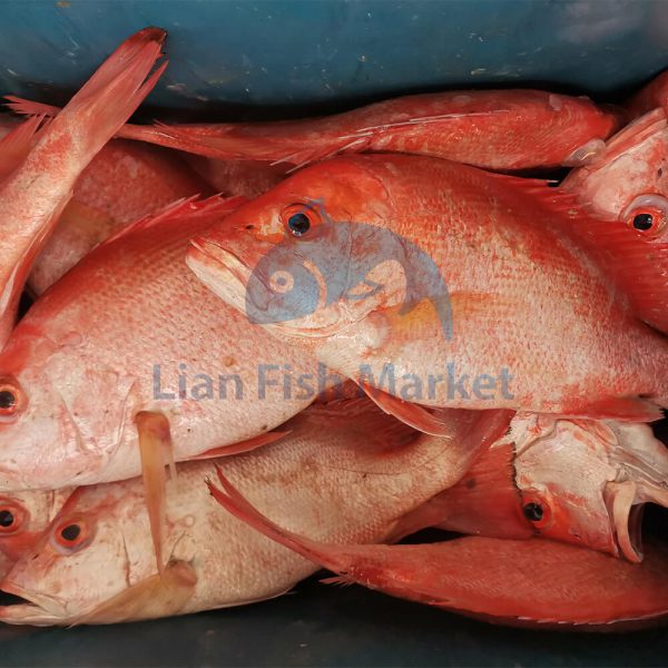ماهی سرخو - لیان فیش مارکت - 2.png-1