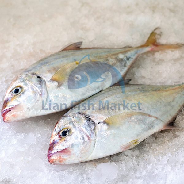 ماهی جش- لیان فیش مارکت - 1