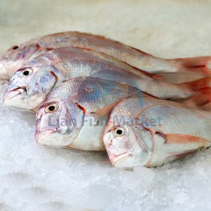 ماهی شانک قرمز- لیان فیش مارکت - 1