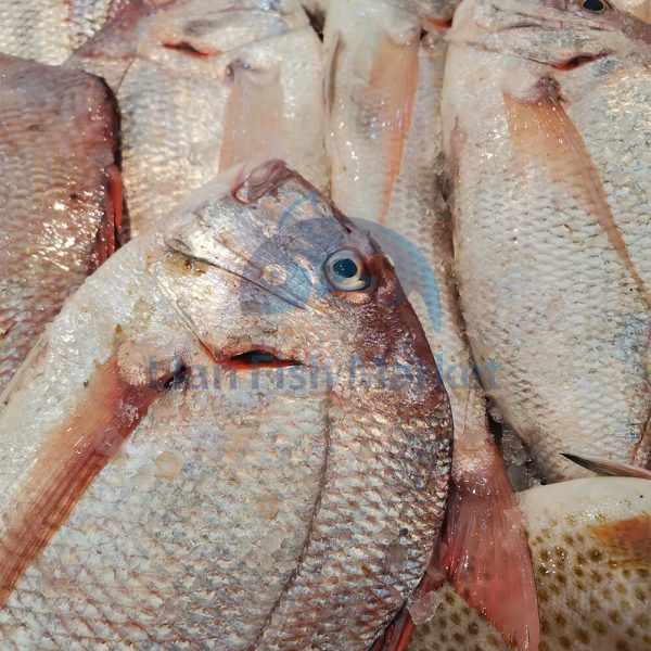 ماهی شانک قرمز- لیان فیش مارکت - 2