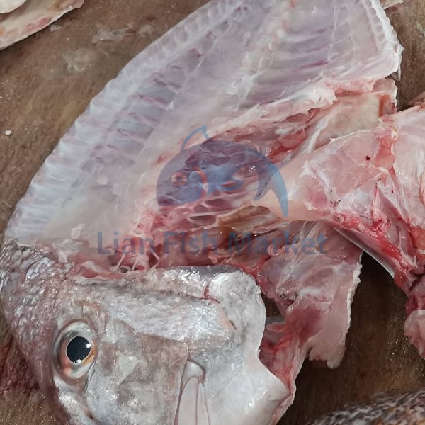 ماهی شانک قرمز- لیان فیش مارکت - 4