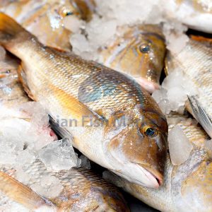 ماهی شعری - لیان فیش مارکت - 1