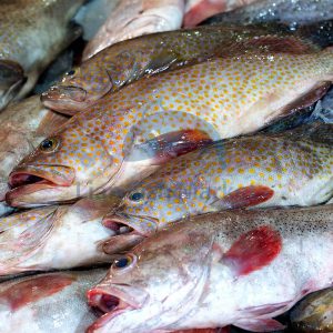 ماهی هامور برتام - لیان فیش مارکت - 1