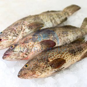 ماهی هامور - لیان فیش مارکت - 1